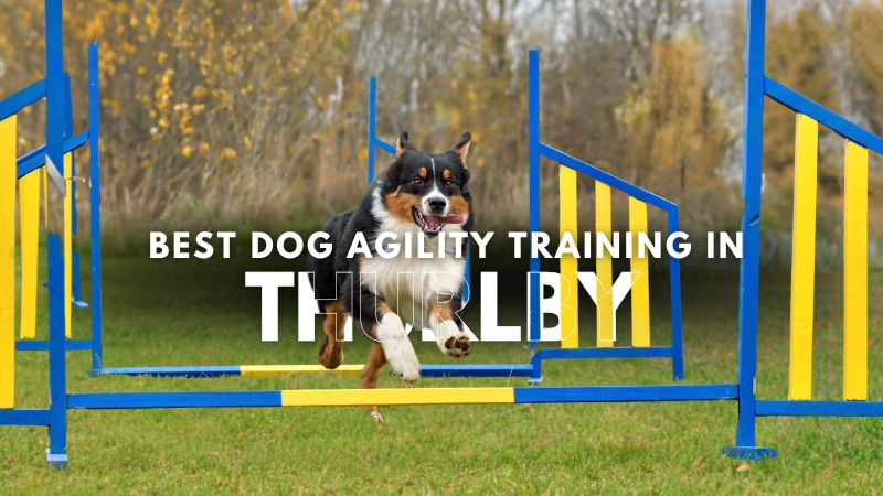 Best Dog Agility Training in Thurlby