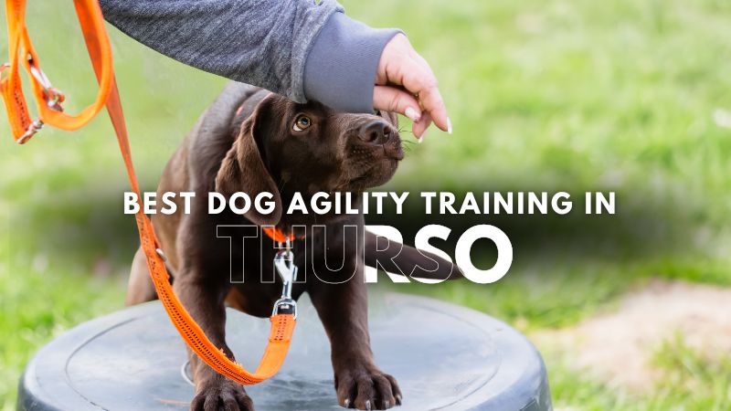 Best Dog Agility Training in Thurso