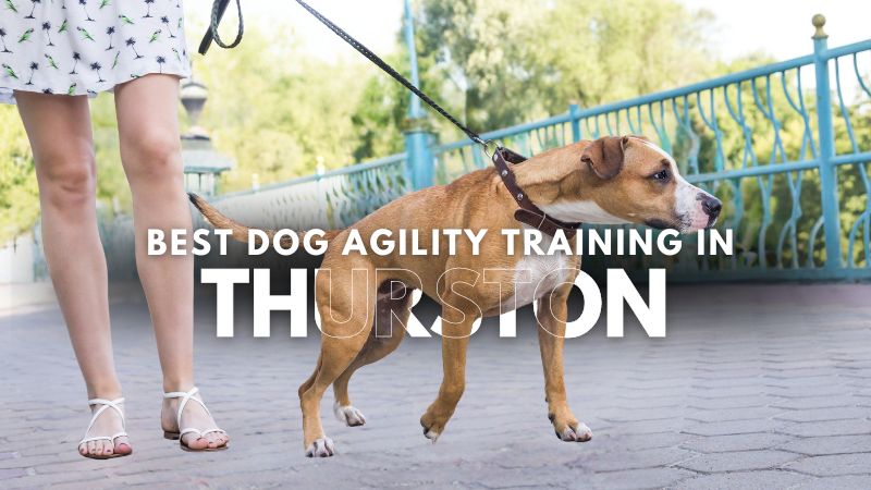 Best Dog Agility Training in Thurston