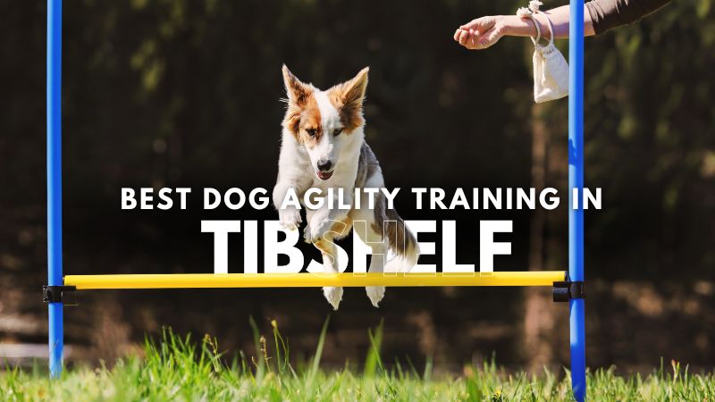 Best Dog Agility Training in Tibshelf