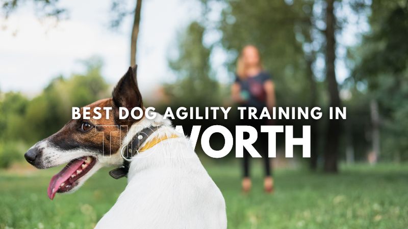 Best Dog Agility Training in Tidworth