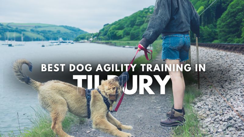 Best Dog Agility Training in Tilbury