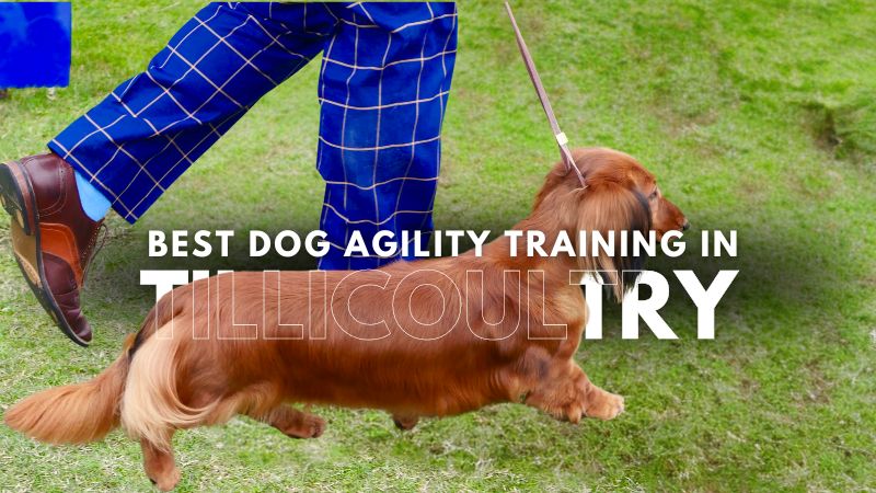 Best Dog Agility Training in Tillicoultry