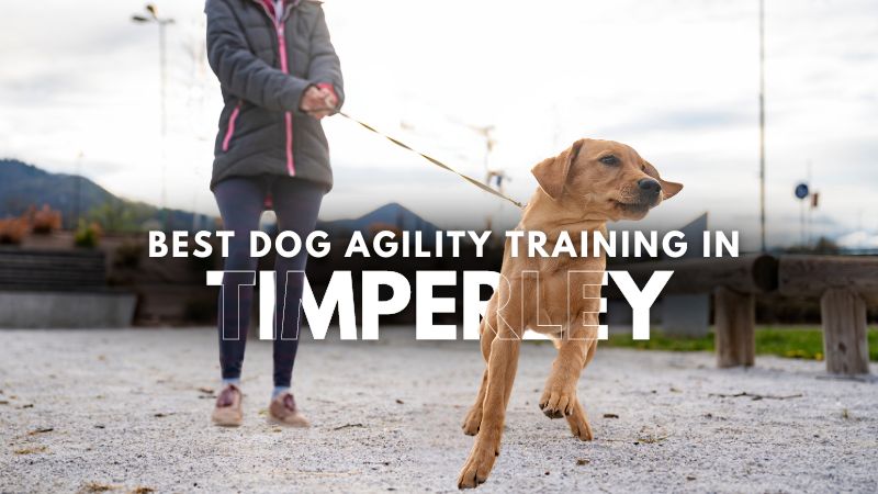 Best Dog Agility Training in Timperley