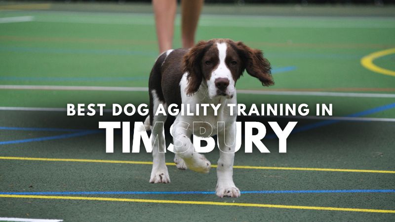 Best Dog Agility Training in Timsbury