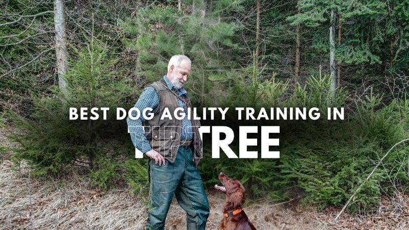 Best Dog Agility Training in Tiptree