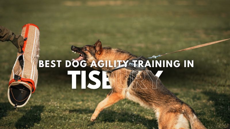 Best Dog Agility Training in Tisbury