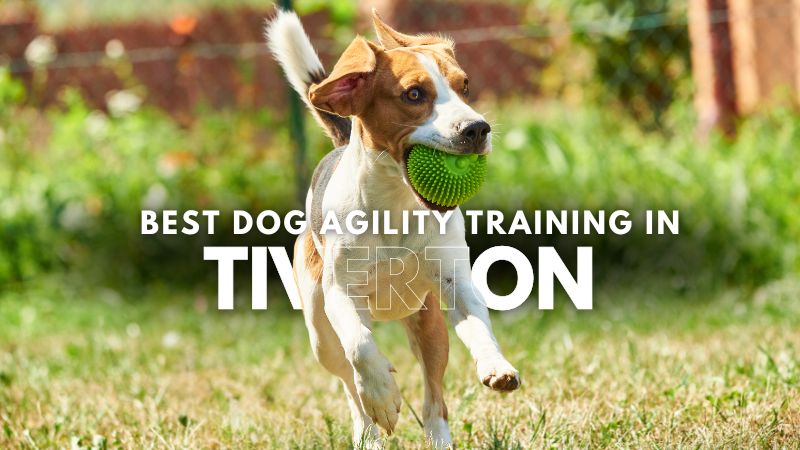 Best Dog Agility Training in Tiverton
