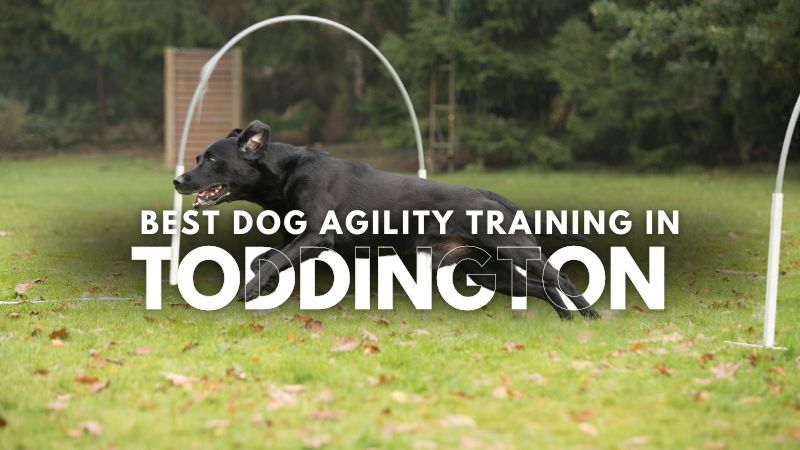 Best Dog Agility Training in Toddington