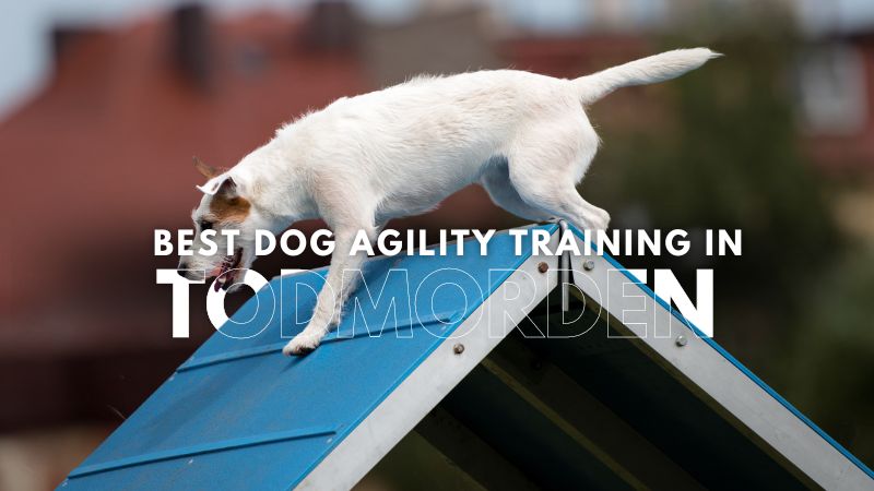 Best Dog Agility Training in Todmorden