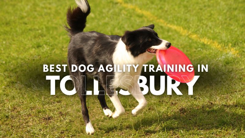 Best Dog Agility Training in Tollesbury