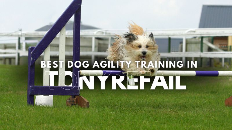 Best Dog Agility Training in Tonyrefail