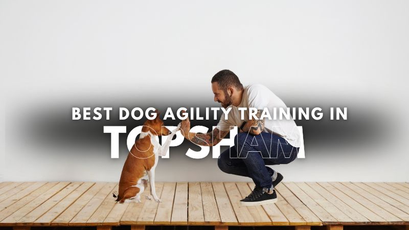 Best Dog Agility Training in Topsham