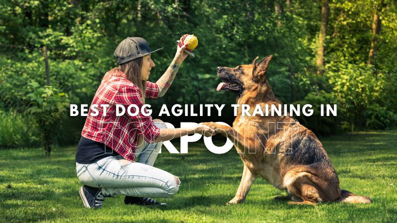 Best Dog Agility Training in Torpoint