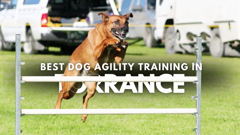 Best Dog Agility Training in Torrance