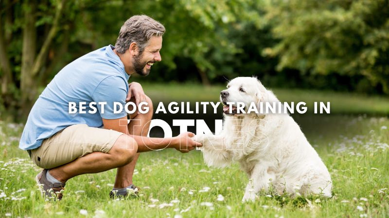 Best Dog Agility Training in Totnes