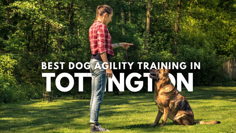 Best Dog Agility Training in Tottington