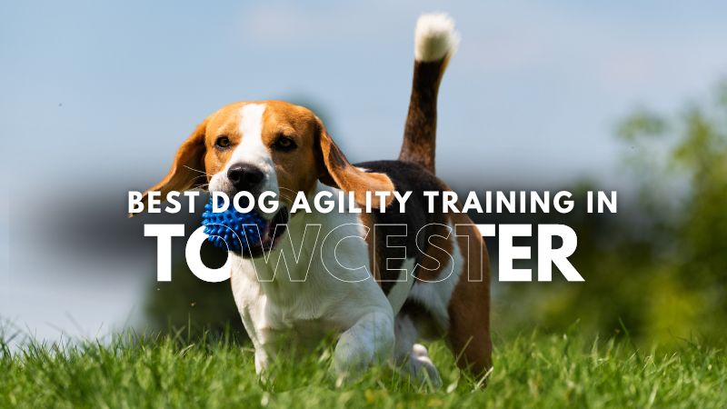 Best Dog Agility Training in Towcester