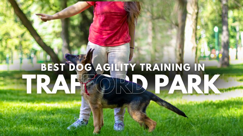 Best Dog Agility Training in Trafford Park
