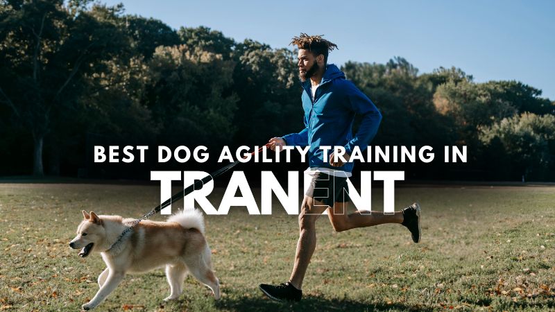 Best Dog Agility Training in Tranent