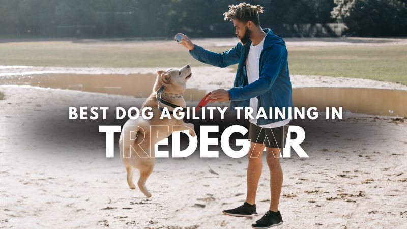 Best Dog Agility Training in Tredegar