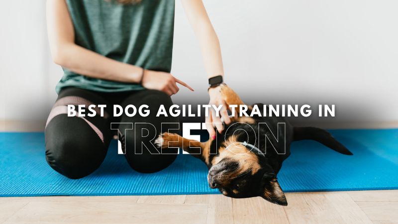 Best Dog Agility Training in Treeton