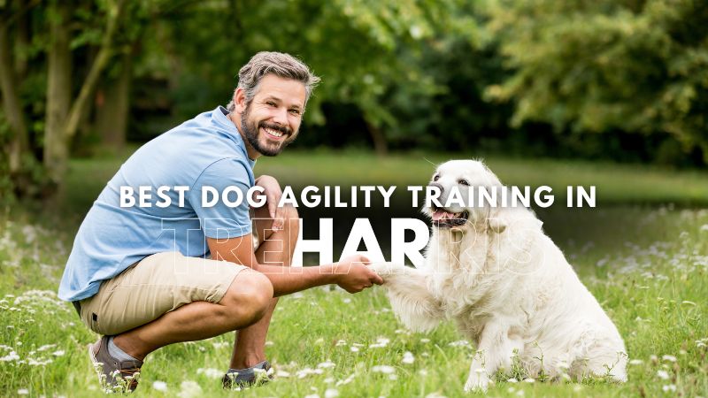 Best Dog Agility Training in Treharris