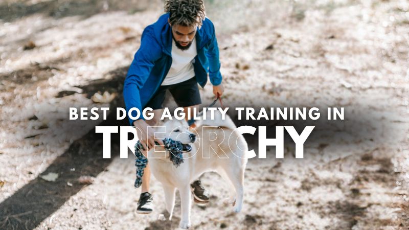 Best Dog Agility Training in Treorchy