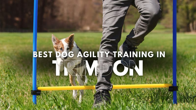 Best Dog Agility Training in Trimdon
