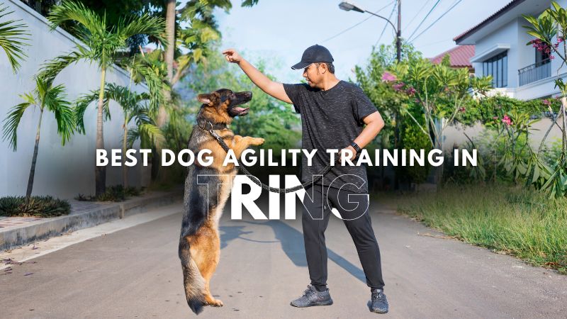 Best Dog Agility Training in Tring