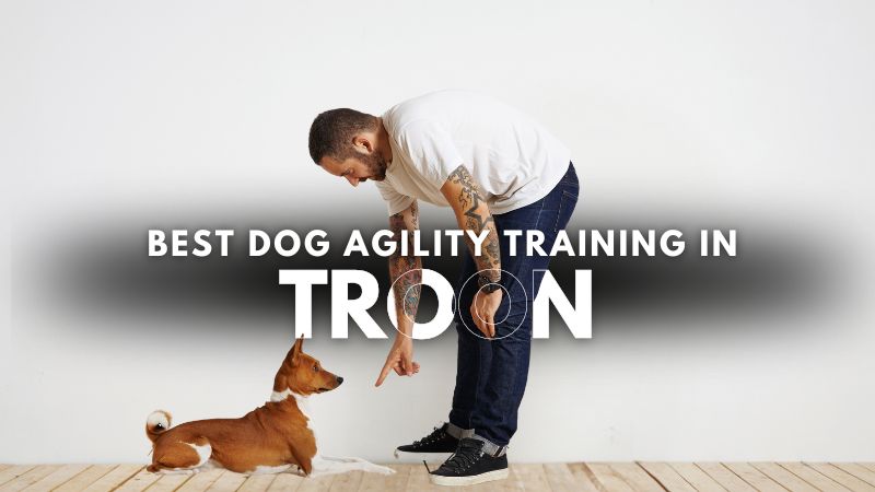Best Dog Agility Training in Troon