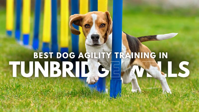 Best Dog Agility Training in Tunbridge Wells