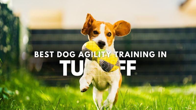 Best Dog Agility Training in Turriff