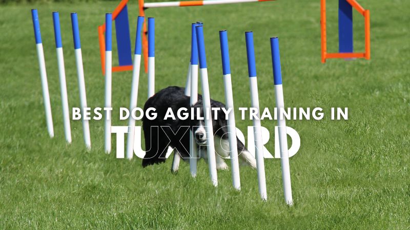 Best Dog Agility Training in Tuxford