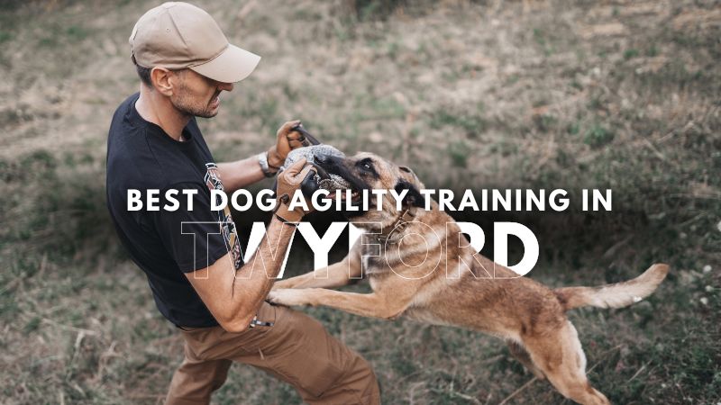 Best Dog Agility Training in Twyford