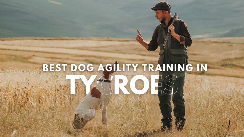 Best Dog Agility Training in Tycroes