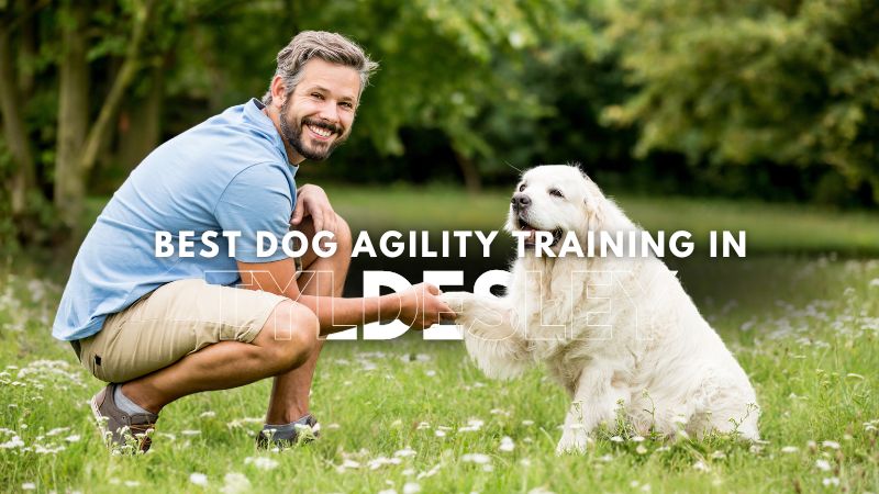 Best Dog Agility Training in Tyldesley