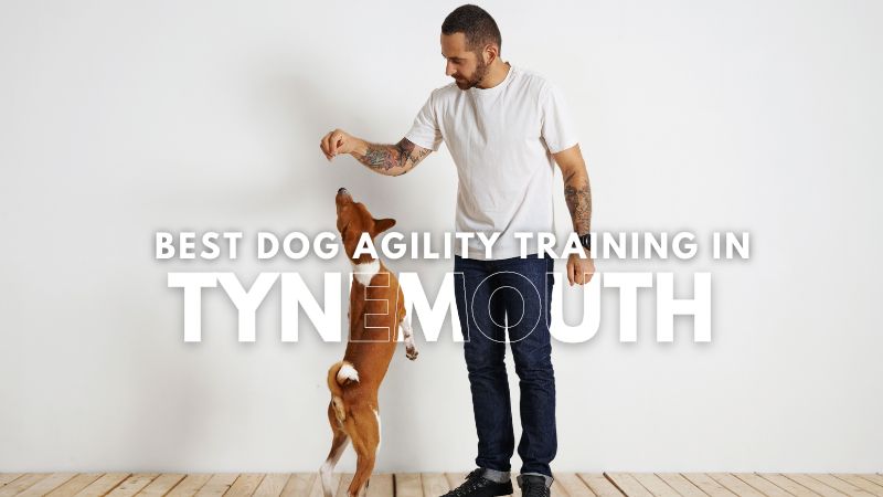 Best Dog Agility Training in Tynemouth