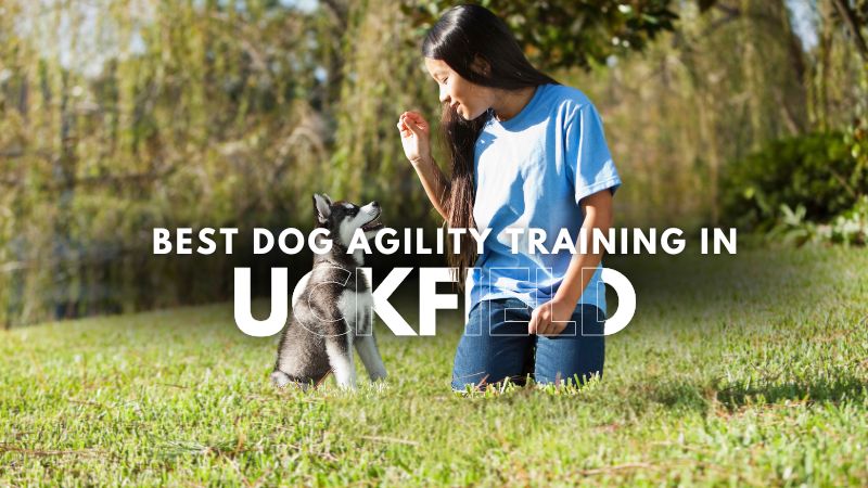 Best Dog Agility Training in Uckfield