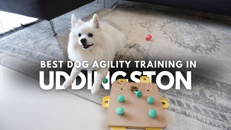 Best Dog Agility Training in Uddingston