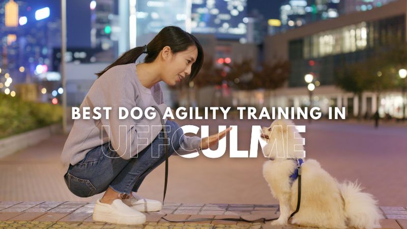 Best Dog Agility Training in Uffculme