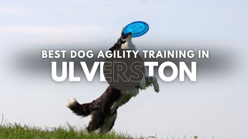 Best Dog Agility Training in Ulverston