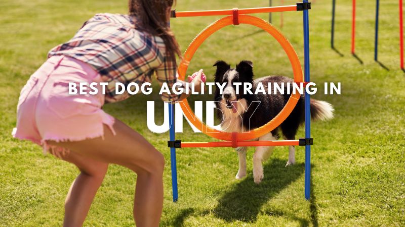 Best Dog Agility Training in Undy