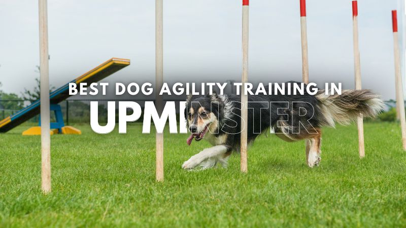 Best Dog Agility Training in Upminster