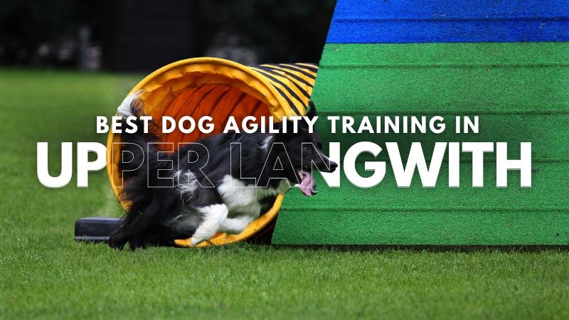 Best Dog Agility Training in Upper Langwith