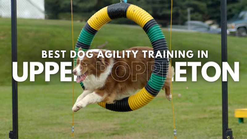 Best Dog Agility Training in Upper Poppleton