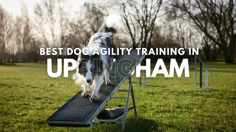 Best Dog Agility Training in Uppingham