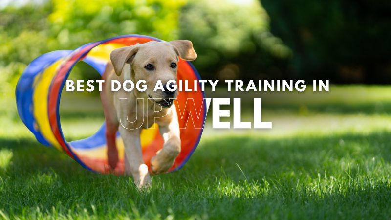 Best Dog Agility Training in Upwell