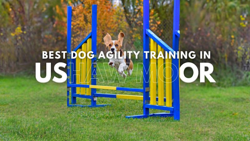 Best Dog Agility Training in Ushaw Moor