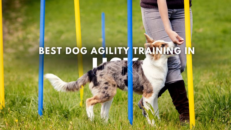 Best Dog Agility Training in Usk